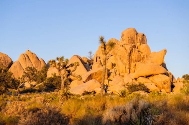 Gizli Vally alan Johua Tree National Park içinde