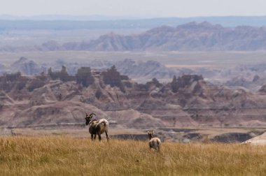 Sig Horn Sheep