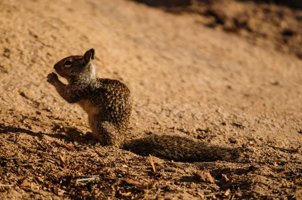 Écureuil terrestre de Californie — Photo