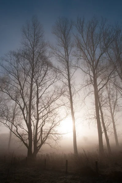 Early morning fog in East-Flanders — Stock Photo, Image