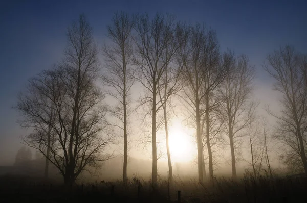 Early morning fog in East-Flanders — Stock Photo, Image