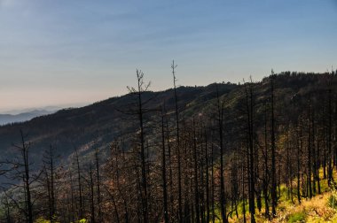 Çam ağaçları Sequoia Ulusal Parkı'nda