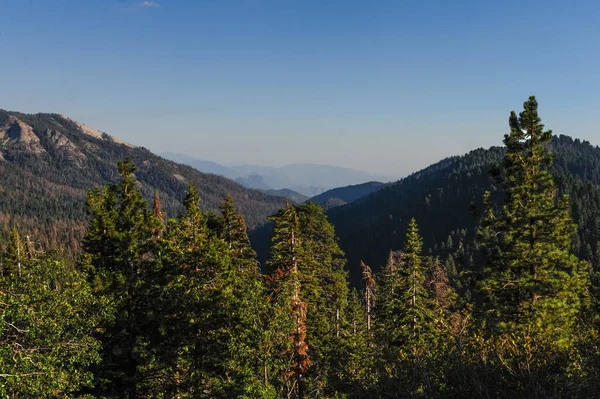 Fenyőfák a Sequoia Nemzeti Park — Stock Fotó