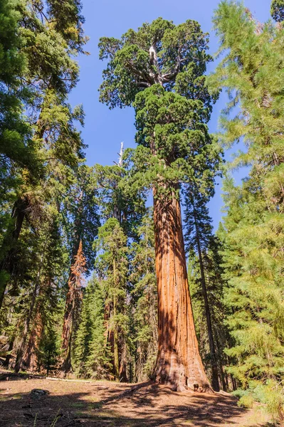 Széles szög lövés, egy óriás Sequoia — Stock Fotó