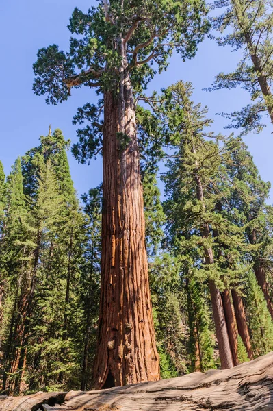 Széles szög lövés, egy óriás Sequoia — Stock Fotó