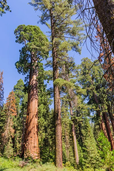 Szeroki kąt strzału giganta Sequoia — Zdjęcie stockowe