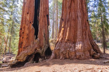 Dev Sequoia Grant Grove