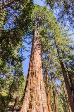 Dev Sequoia Grant Grove