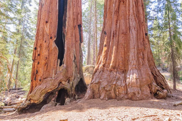 Giant Sequoia Grove Grant — Zdjęcie stockowe