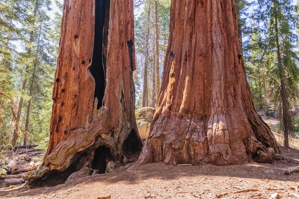 Secuoyas gigantes en el Grant Grove — Foto de Stock