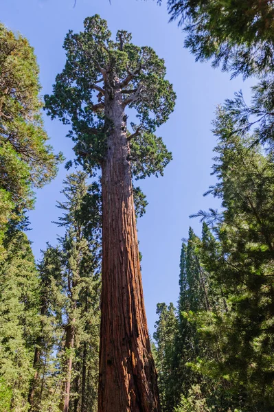 Sequoia gigante nel Grant Grove — Foto Stock