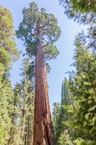 Óriás Sequoia, a támogatás Grove — Stock Fotó