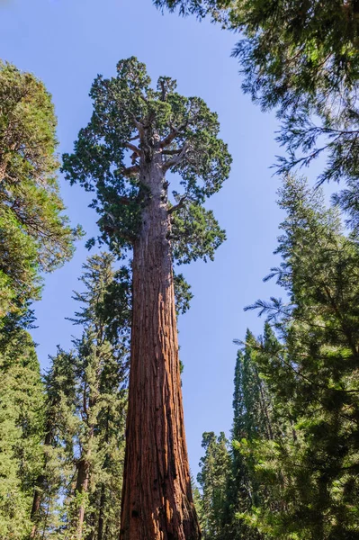 Riesenmammutbaum im Stipendienhain — Stockfoto