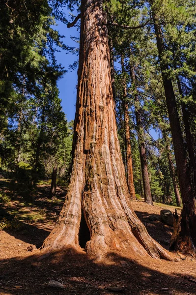 Sequoia gigante nel Grant Grove — Foto Stock