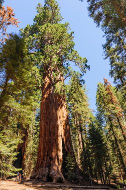Dev Sequoia Sherman Grove tarafından dwarfed turizm