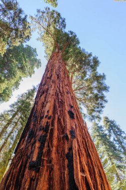 Giant Sequoia in the Sherman Grove clipart