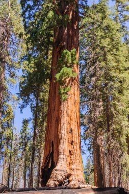 Dev Sequoia Sherman Grove