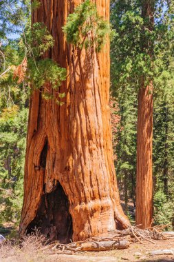 Dev Sequoia Sherman Grove