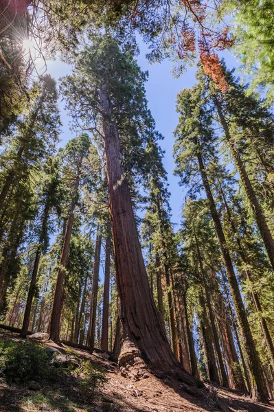 Riesenmammutbäume im Sherman Hain — Stockfoto