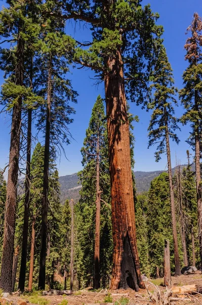 Sequoia gigante nello Sherman Grove — Foto Stock