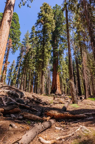 Giant Sequoia Grove Sherman — Zdjęcie stockowe