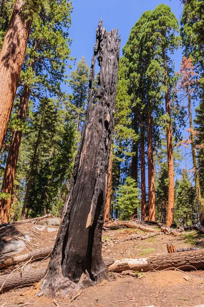 Giant Sequoia in the Sherman Grove — Stock Photo, Image