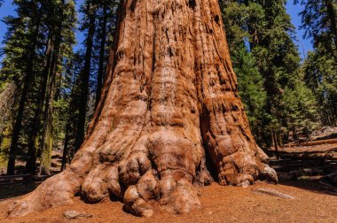 Dev Sequoia Sherman Grove