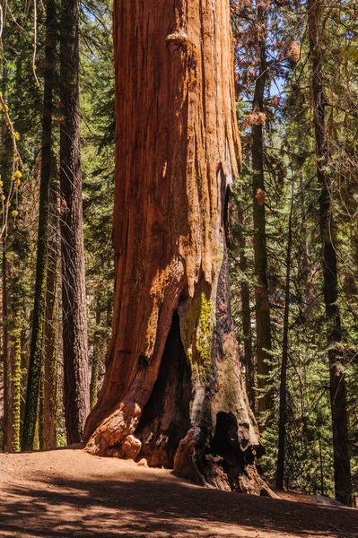Sequoia gigante nello Sherman Grove — Foto Stock