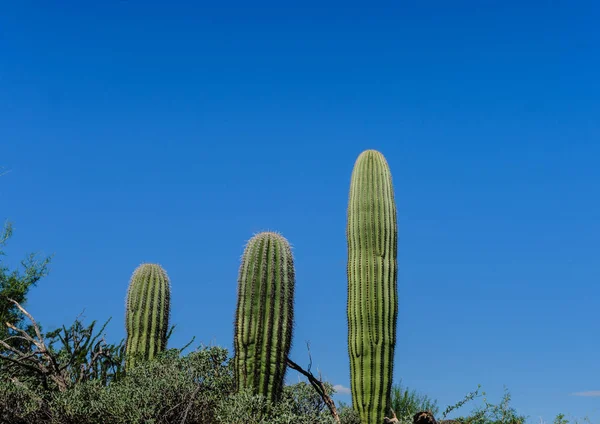 Γίγαντας Saguaro στο νότιο Arizon — Φωτογραφία Αρχείου