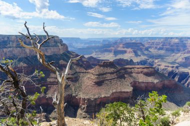 Büyük Kanyon jant ağaçta
