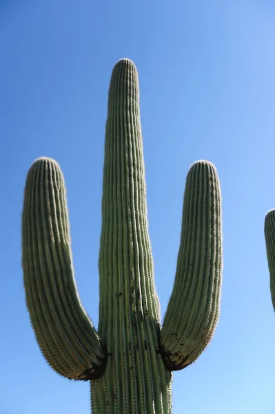 Гігантські цереус у Південній Arizon — стокове фото
