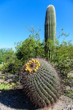 Giant Saguaro in Southern Arizon clipart