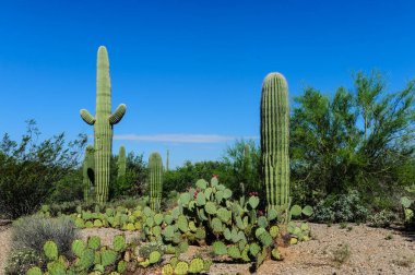 Dev Saguaro Güney Arizon