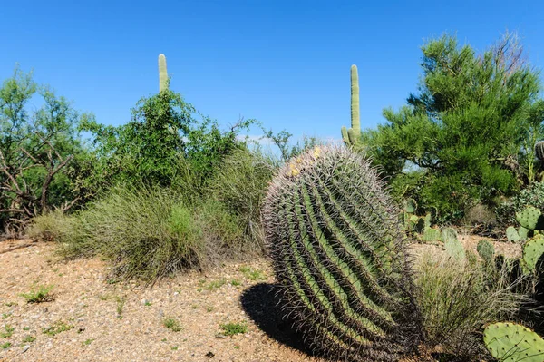 남부 Arizon에 거 대 한 Saguaro — 스톡 사진