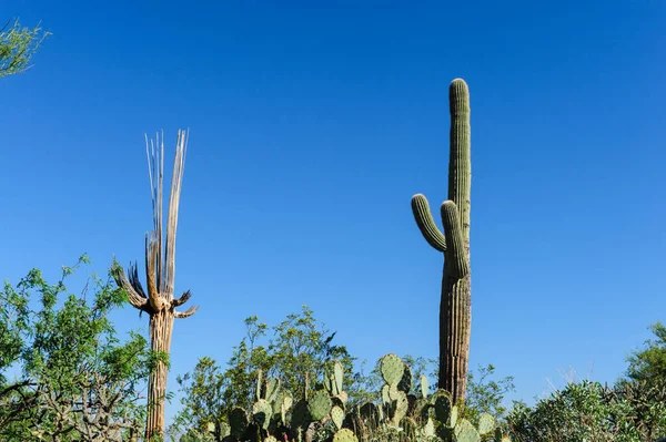 남부 Arizon에 거 대 한 Saguaro — 스톡 사진