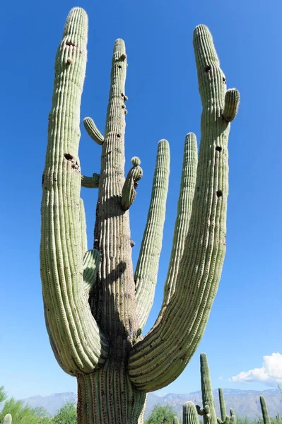 Obří Saguaro v jižním Arizon — Stock fotografie