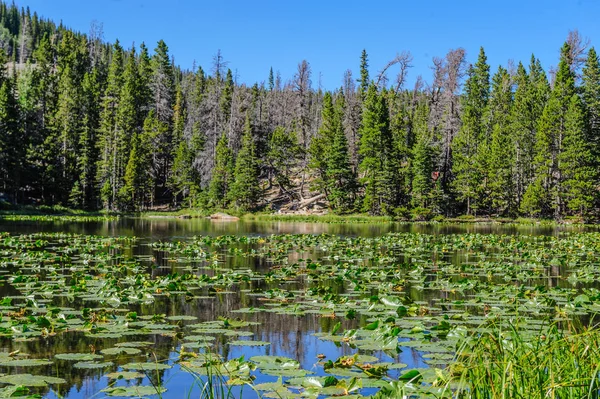 Su perisi Gölü, Colorado — Stok fotoğraf