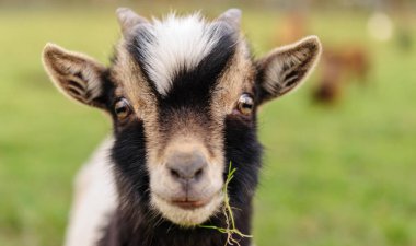Close-up of a Goat carrying a leaf of grass clipart