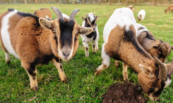 Um grupo de cabras pastando em um campo — Fotografia de Stock