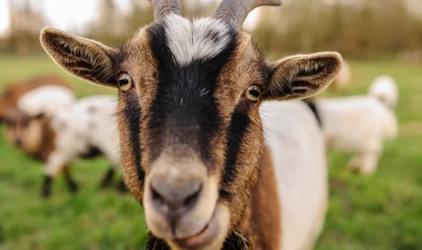 Close-up de uma cabra — Fotografia de Stock
