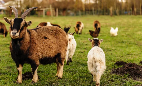 Um grupo de cabras pastando em um campo — Fotografia de Stock