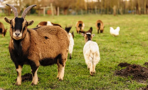 Группа коз, пасущихся в поле — стоковое фото