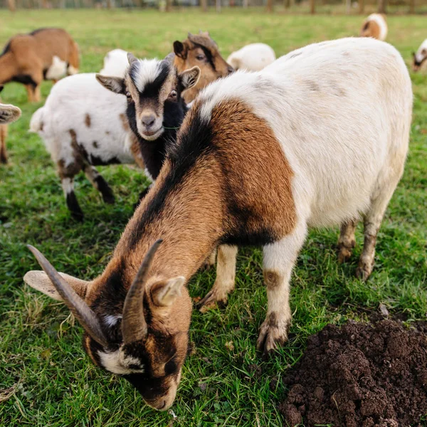 Um grupo de cabras pastando em um campo — Fotografia de Stock