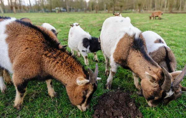 Um grupo de cabras pastando em um campo — Fotografia de Stock