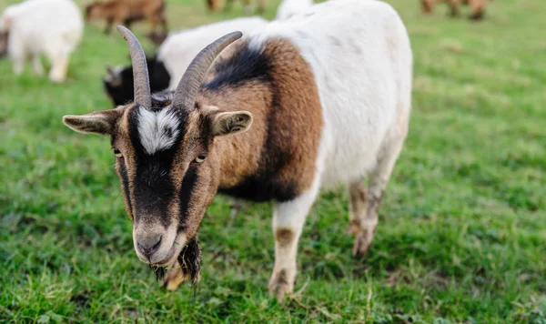 Крупный план козы — стоковое фото