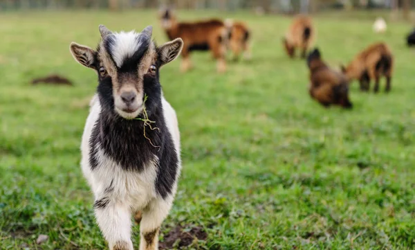 Close-up de uma cabra carregando uma folha de grama — Fotografia de Stock