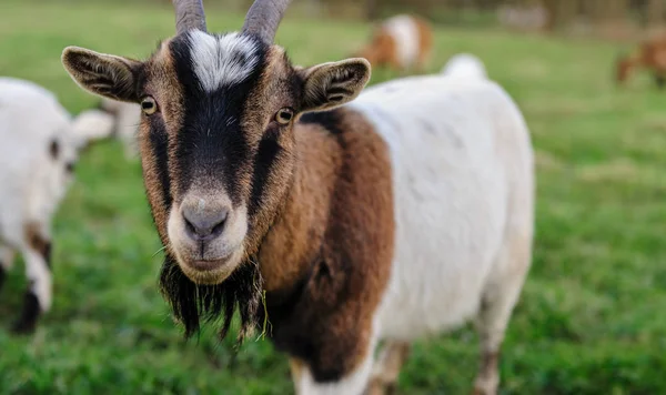 Zbliżenie kozy — Zdjęcie stockowe