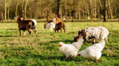 Chickens and Goats in a Field clipart