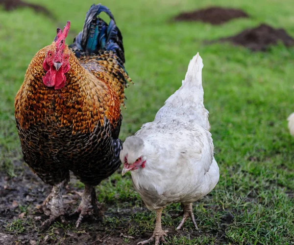 Kyckling och höna gå sida vid sida — Stockfoto