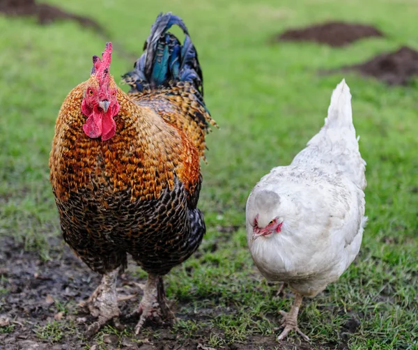 Kyckling och höna gå sida vid sida — Stockfoto